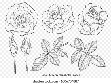 Rose vector set by hand drawing.Beautiful flower on white background.Rose art highly detailed in line art style.Rosa queen elizabeth rose