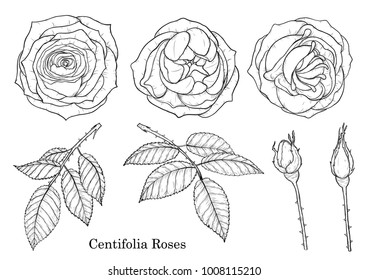Rose vector set by hand drawing.Beautiful flower on white background.Rose art highly detailed in line art style.centifolia rose for wallpaper