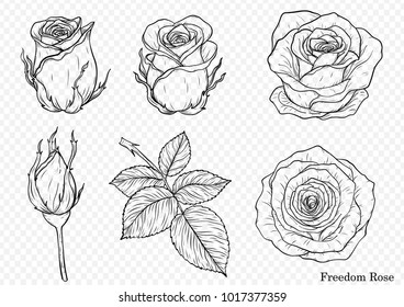 Rose vector set by hand drawing.Beautiful flower on white background.Rose art highly detailed in line art style.Freedom rose for wallpaper