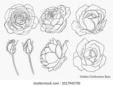 Rose vector set by hand drawing.Beautiful flower on white background.Rose art highly detailed in line art style.Golden celebration rose for wallpaper