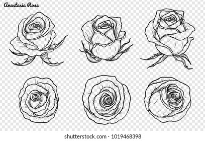 Rose vector set by hand drawing.Beautiful flower on white background.Rose art highly detailed in line art style.Anastasia rose for wallpaper.