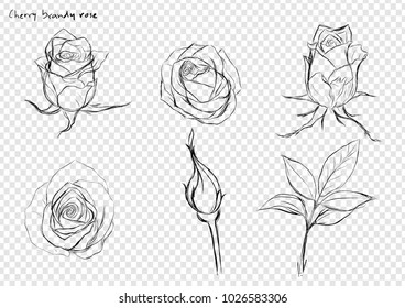 Rose vector set by hand drawing.Beautiful flower on white background.Rose art highly detailed in line art style.Cherry brandy rose for paint book.
