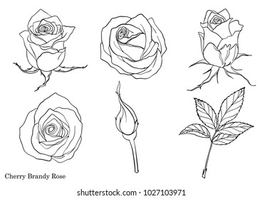 Rose vector set by hand drawing.Beautiful flower on white background.Rose art highly detailed in line art style.Cherry brandy rose for paint book.