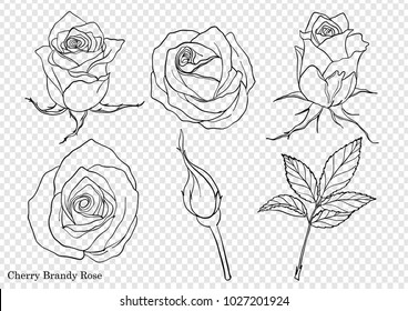 Rose vector set by hand drawing.Beautiful flower on white background.Rose art highly detailed in line art style.Cherry brandy rose for paint book.