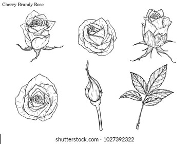 Rose vector set by hand drawing.Beautiful flower on white background.Rose art highly detailed in line art style.Cherry brandy rose for paint book.