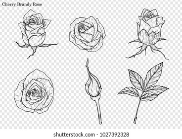 Rose vector set by hand drawing.Beautiful flower on white background.Rose art highly detailed in line art style.Cherry brandy rose for paint book.