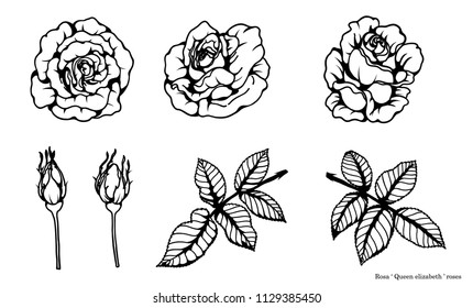 Rose vector set by hand drawing.Beautiful flower on brown background.Rose lace art highly detailed in line art style.Flower tattoo on vintage paper.