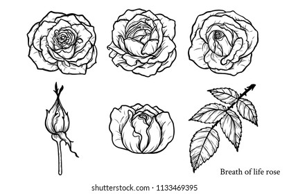 Rose vector set by hand drawing.Beautiful flower on white background.Rose art highly detailed in line art style.Breath of life rose for wallpaper