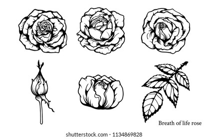 Rose vector set by hand drawing