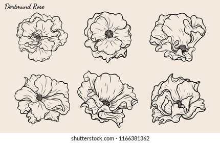 Rose vector set by hand drawing.Beautiful flower on brown background.Rose art highly detailed in line art style.Dortmund rose for wallpaper or tattoo.