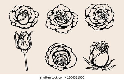 Rose vector set by hand drawing.Beautiful flower on brown background.Rose art highly detailed in line art style.Siluate rose for wallpaper or tattoo.