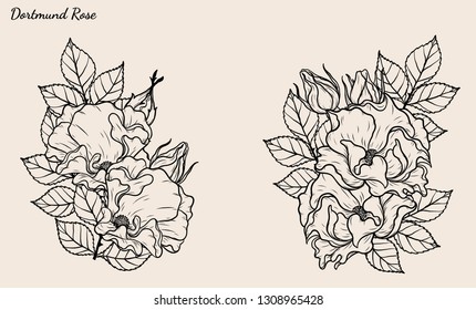 Rose vector set by hand drawing.Beautiful flower on brown background.Rose art highly detailed in line art style.Dortmund rose for wallpaper or tattoo.