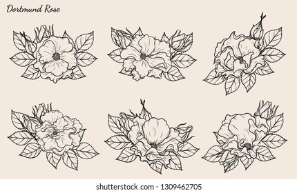 Rose vector set by hand drawing.Beautiful flower on brown background.Rose art highly detailed in line art style.Dortmund rose for wallpaper or tattoo.
