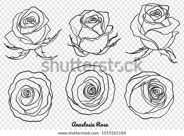 白い背景にバラのベクター画像セット 美しい花 ラインアートスタイルのバラアート 壁紙にアナスタシアローズ のベクター画像素材 ロイヤリティフリー