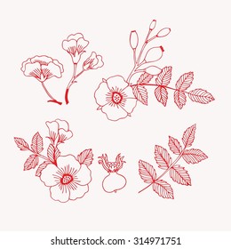 Rose (vector sketch)