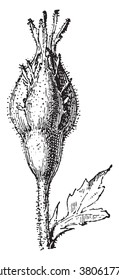 Rose, vintage engraved illustration. Dictionary of words and things - Larive and Fleury - 1895.
