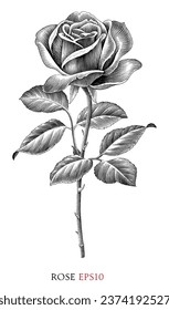 Rose vintage illustration black and white clip art