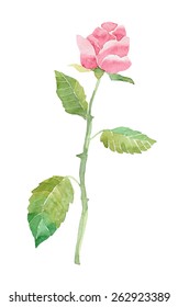 rose watercolor