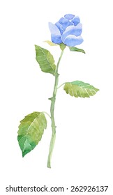 rose watercolor blue
