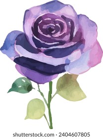  Rose Watercolor illustration. Hand drawn