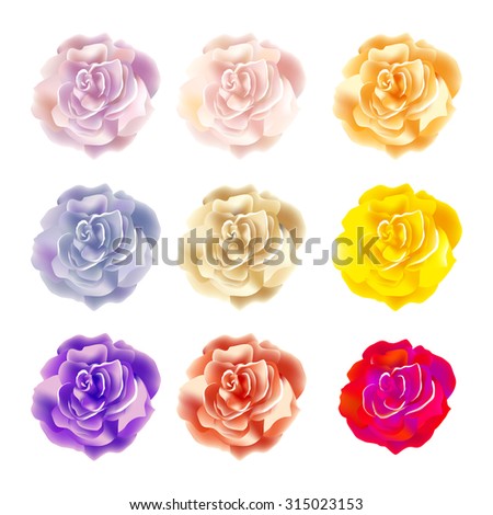 rose, watercolor, Shabby Chic vector art floral