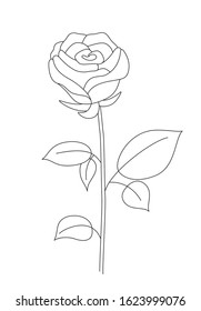 A rose in a white background for a coloring book