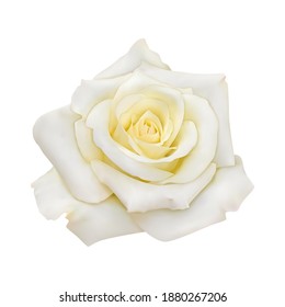 Rosa con pétalos blancos, cerca. Imagen aislada vectorial realista. EPS 10.