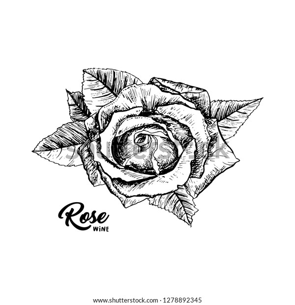 Rose Wine Flower Hand Drawn Vector Stock Image Download Now