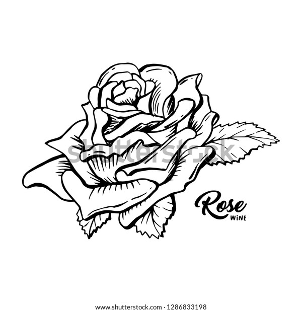 Rose Wine Flower Hand Drawn Vector Stock Vector Royalty Free