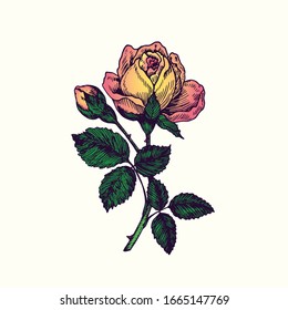 Rose yellow-pink flower, stem with thorns, leaves and blosom, hand drawn doodle, drawing in gravure style, sketch illustration, design element