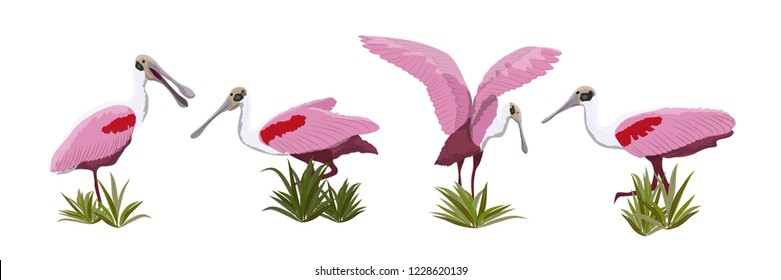 Roseate spoonbill bird collection. Animals of Florida, Chile and Argentina. Everglades national park. Rainforest Bird Vector Object