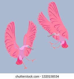 Roseate spoonbill couple vector isolated tropical bird pink