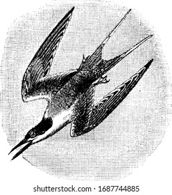 Roseate Tern es un pájaro con una delgada carta negra con punta roja, dibujo vintage o ilustración grabadora.