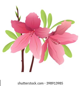 Rosebay (Rhododendron). Hand drawn vector illustration of rosebay flowers on white.