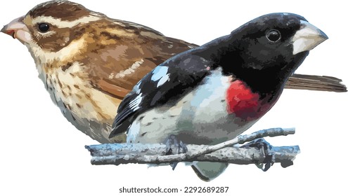 Rose-breasted Grosbeak (Pheucticus ludovicianus) Male and Female Bird