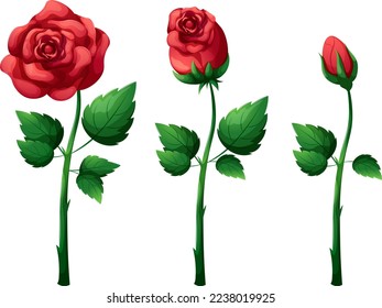 Rosebud on stem with leaves, romantic flower on transparent background