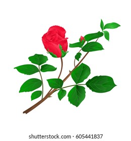 Rosebud red  stem with leaves and blossoms vintage vector illustration