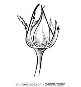 ilustración vectorial de rosebud por mano
