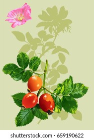 Rosehip