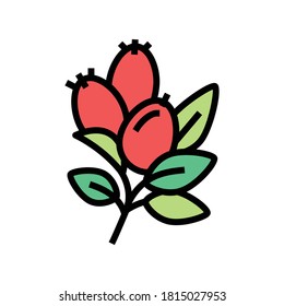 rosehip aromatherapy color icon vector. rosehip aromatherapy sign. isolated symbol illustration