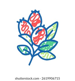 rosehip aromatherapy doodle icon sketch vector. rosehip aromatherapy sign. isolated symbol illustration