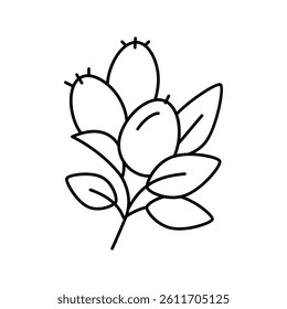 rosehip aromatherapy line icon vector. rosehip aromatherapy sign. isolated contour symbol black illustration