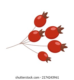 rosehip berries are an autumn element of botany