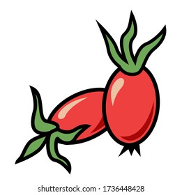 Bayas de cadera - activador del sistema inmunitario, medicina natural, fuente de vitamina C - ingrediente del té de hierbas - ilustración vectorial
