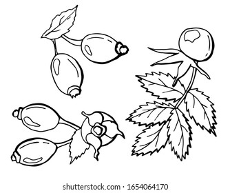 Rosehip berries with leaves. Line art. white background, isolation. Stock illustration.