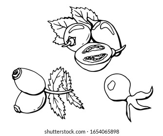 Rosehip berries with leaves, whole and cut. Line art. white background, isolation. Stock illustration.