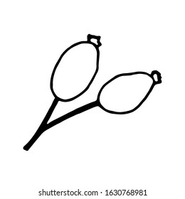 Rosehip berries on a branch design element. Сoncept nature, ecology. Hand drawn vector illustration in doodle style outline drawing isolated on white background.