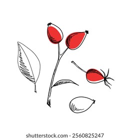 Rosehip, berries on a twig, leaves, illustration the sketch is hand-drawn with a line, isolated on a white background. Botanical contour drawing, autumn wild element for decoration, label, design