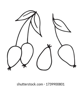 Rosehip berries in three versions: two berries connected by cuttings with paired stipules, one with a leaf, and in the middle of the berry separately.