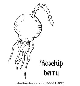 Rosehip berry isolated sketch on white background. Summer fruit engraved style illustration. Detailed hand drawn illustration with berry of rosehip. Floral element for decor.